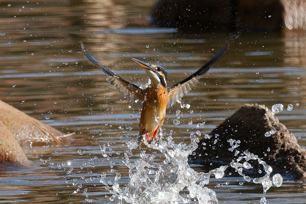 カワセミの飛び出し②