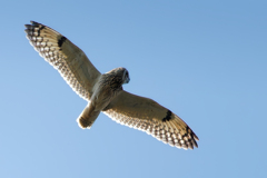 コミミズク飛翔③