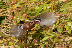 ベニマシコ♂の飛び出し