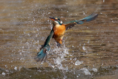 離水のカワセミ