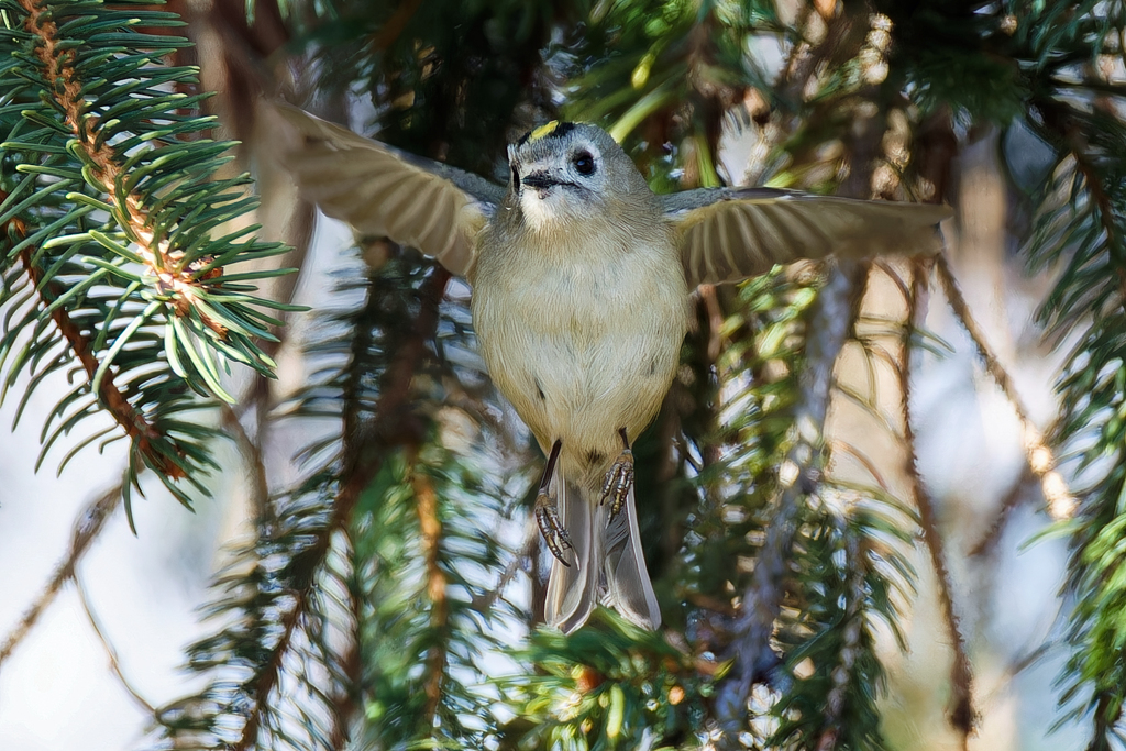 菊ちゃんのホバリング①