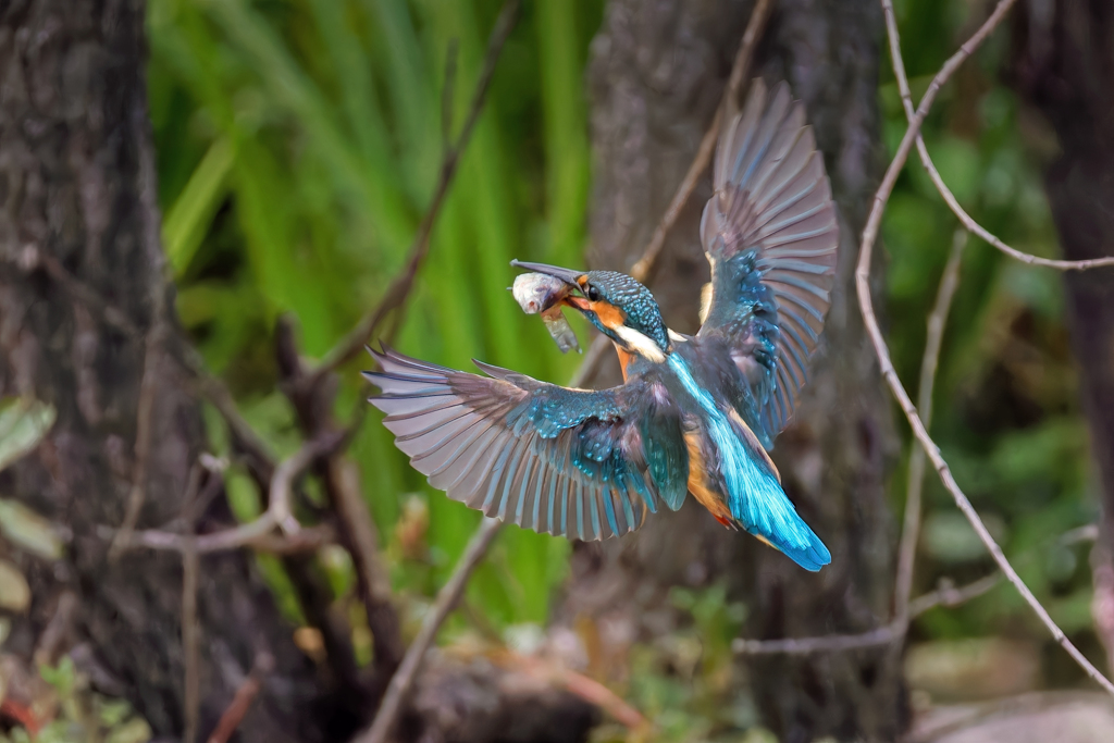 カワセミの飛着き