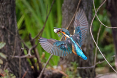 カワセミの飛着き