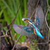 カワセミの飛着き