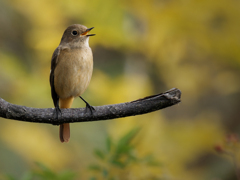 鳴くジョウビタキ♀