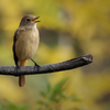 鳴くジョウビタキ♀