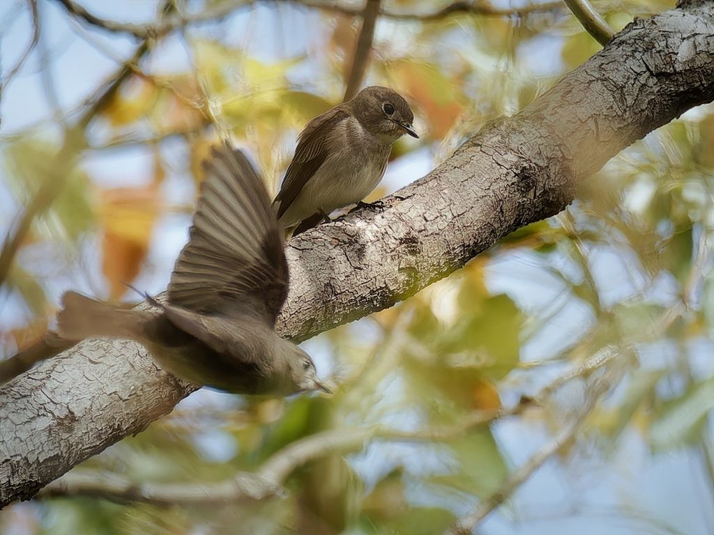 キビタキ♀