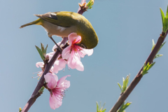 蜜を吸うメジロ