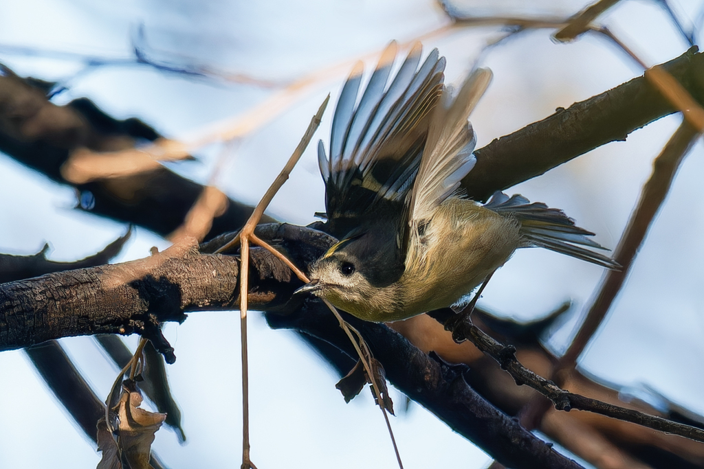 菊ちゃんの飛び出し