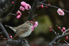 ニシオジロビタキ⑧