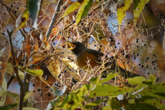 カラス山椒の実を食べに来たアカハラ