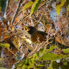 カラス山椒の実を食べに来たアカハラ