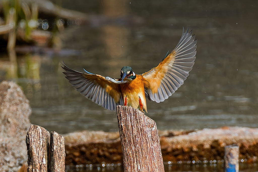 カワセミの飛着き
