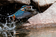 小魚捕ったカワセミ