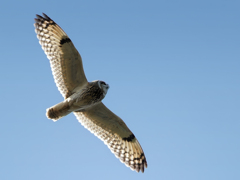 コミミズク飛翔②