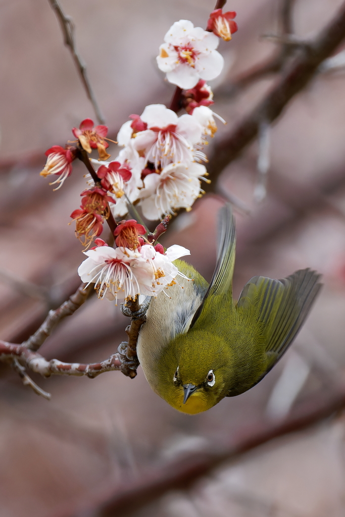 メジロ飛び出す！②