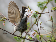 山桜の花芯を吸いに来たヒヨドリ