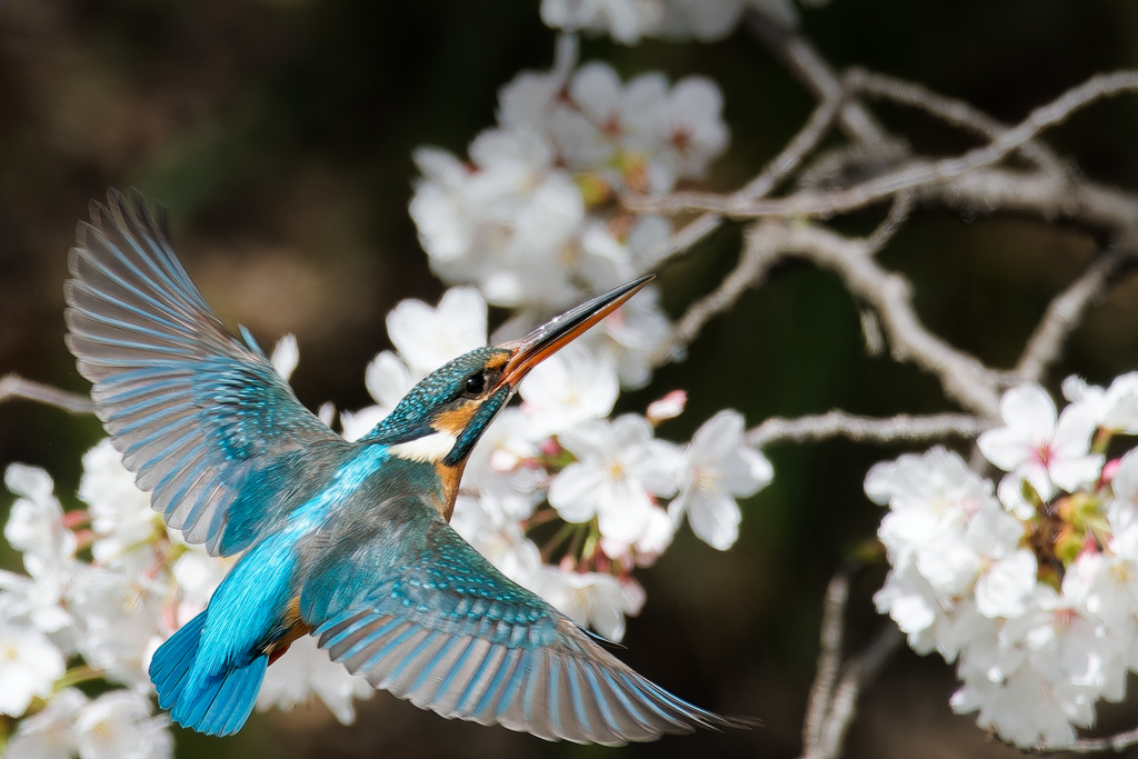 飛着くカワセミ♀