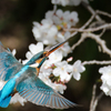 飛着くカワセミ♀
