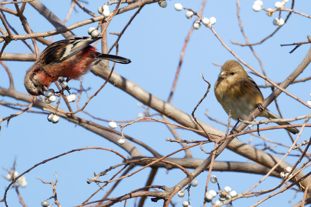 ナンキンハゼの実を貪るベニマシコ