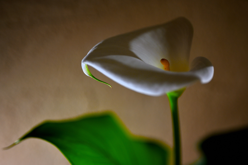 花 影