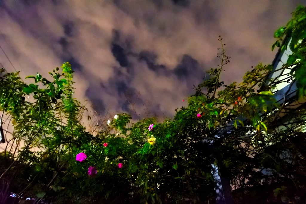 夜の花