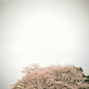 いつかの桜