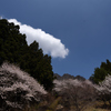 白雲とまる