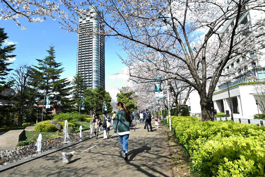 春のお散歩