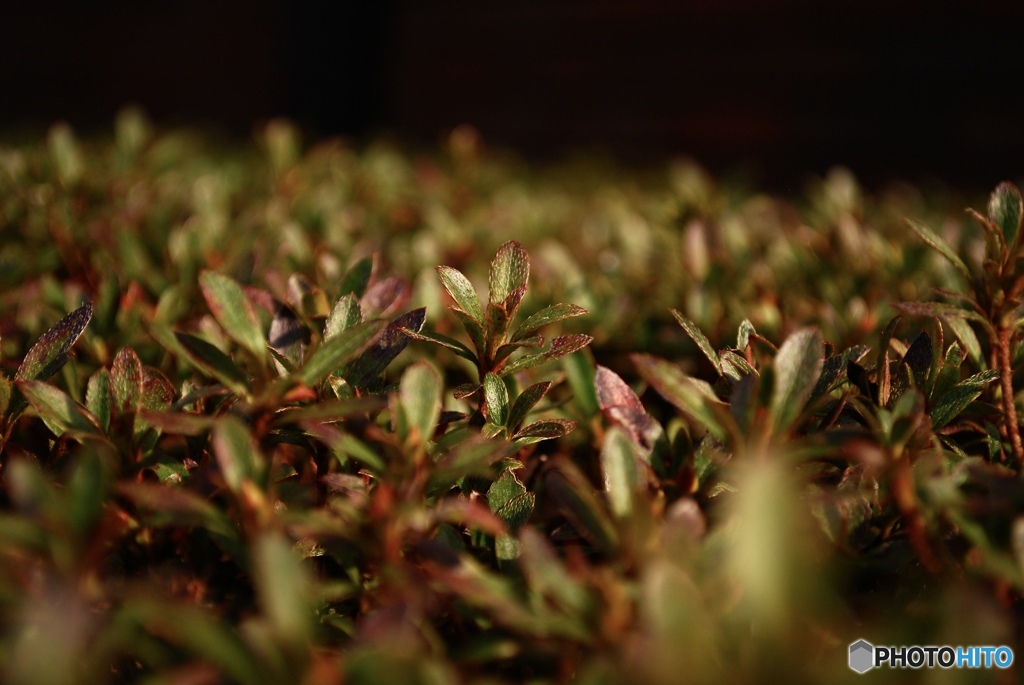 茶を基調とした赤ならびに緑、黄色