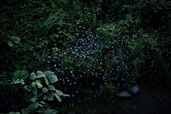 川原の星々