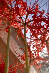 彼岸の花