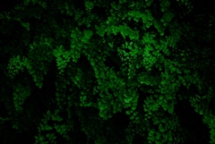 緑光
