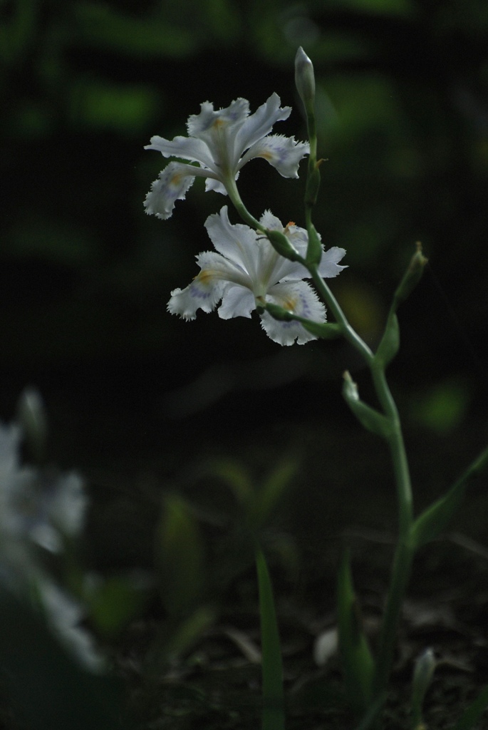 シャガの花