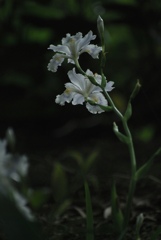 シャガの花