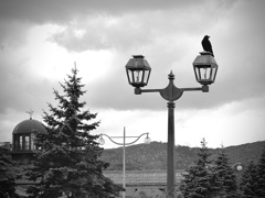 I love crows