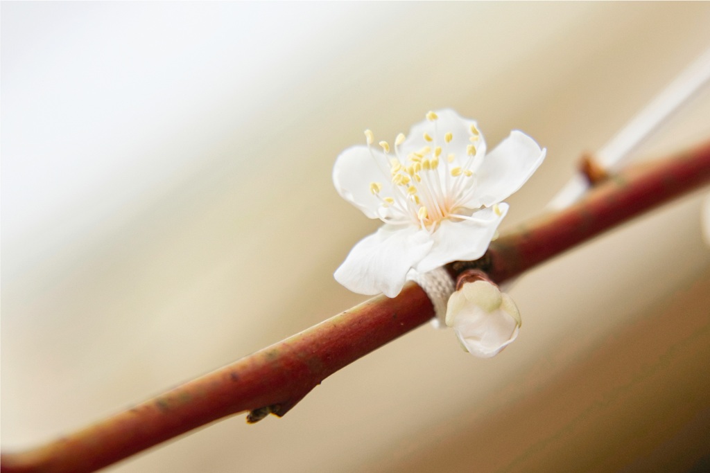 花が咲く