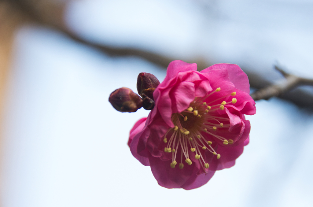 花が咲く