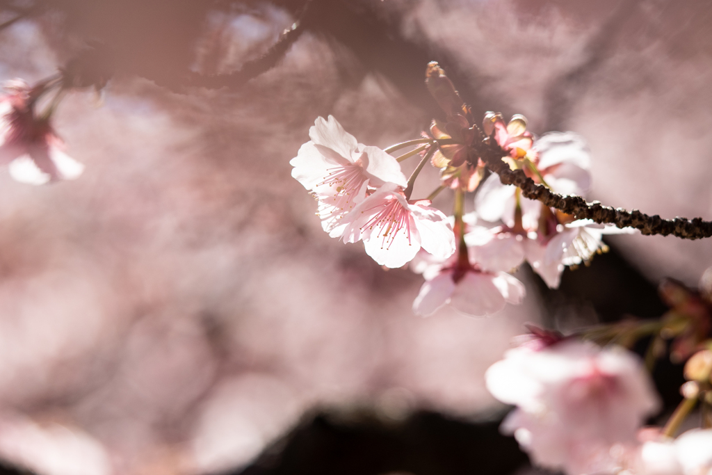 寒桜のごとほほ紅き