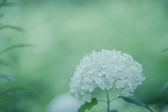 雨が恋しくて、アナベルの小径を歩いてみた