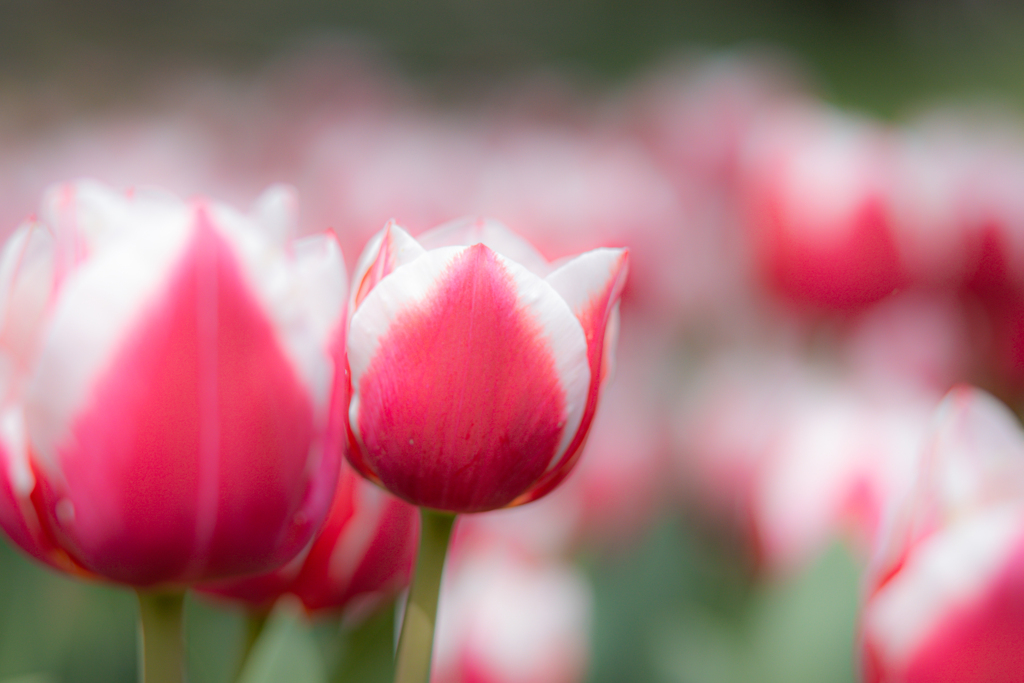 ねえ、図書室の花壇にチューリプが咲いていたのをおぼえてる？