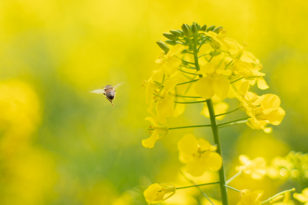 おぼえたての蜜の味