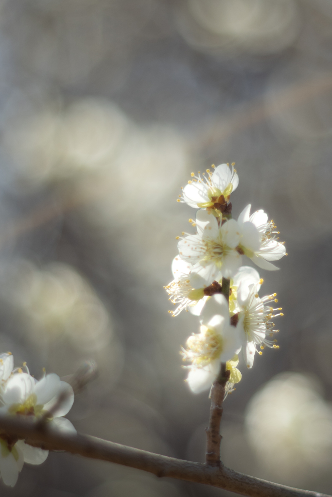 梅は百花の魁①