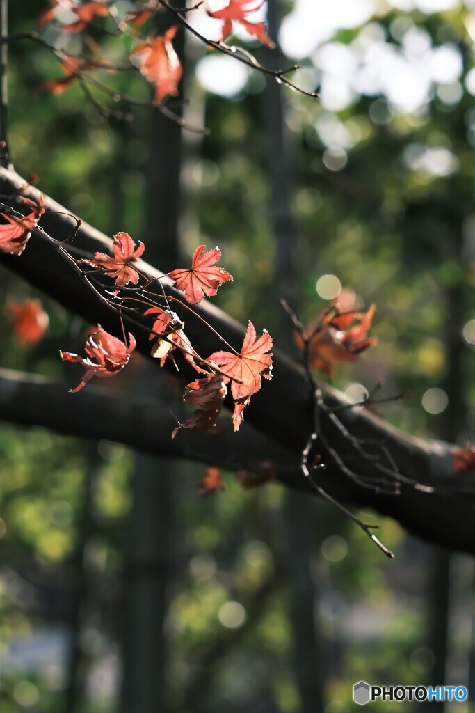 冬紅葉