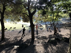 奈良公園