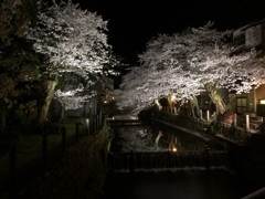 夜桜