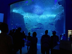 新江ノ島水族館