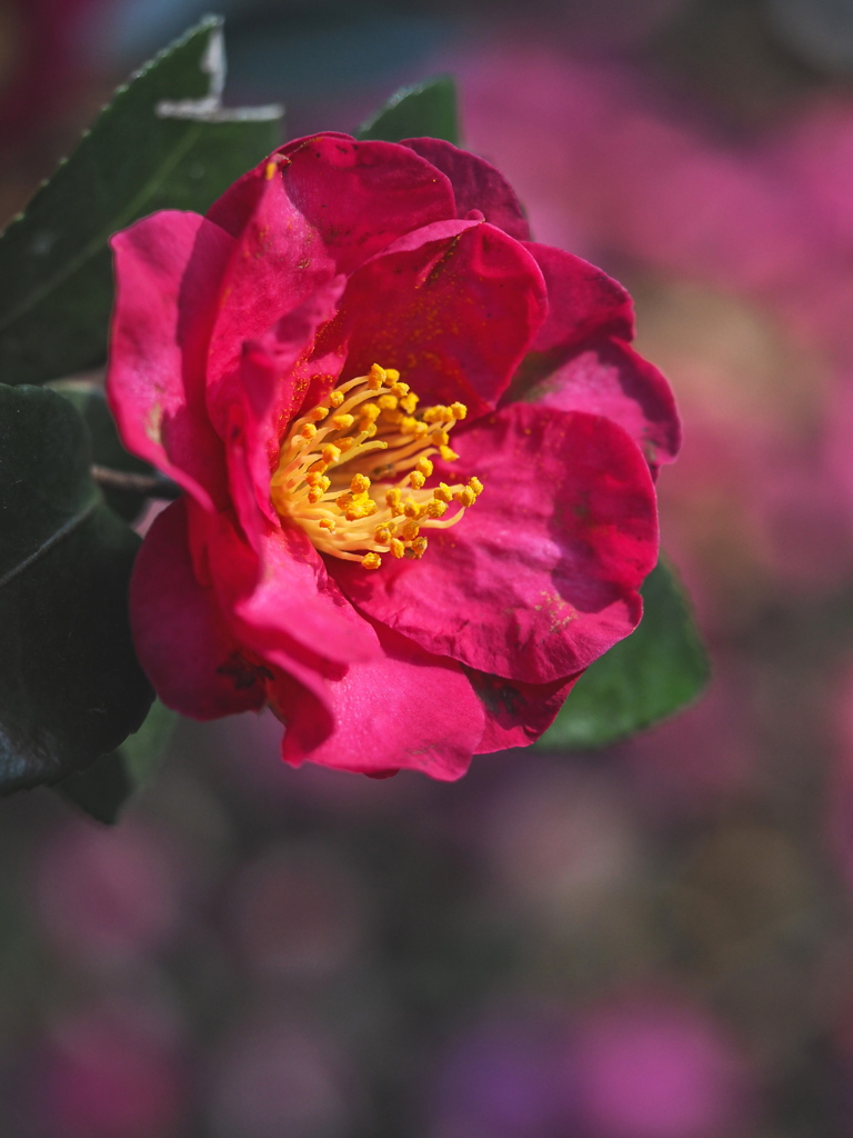 山茶花・・・参