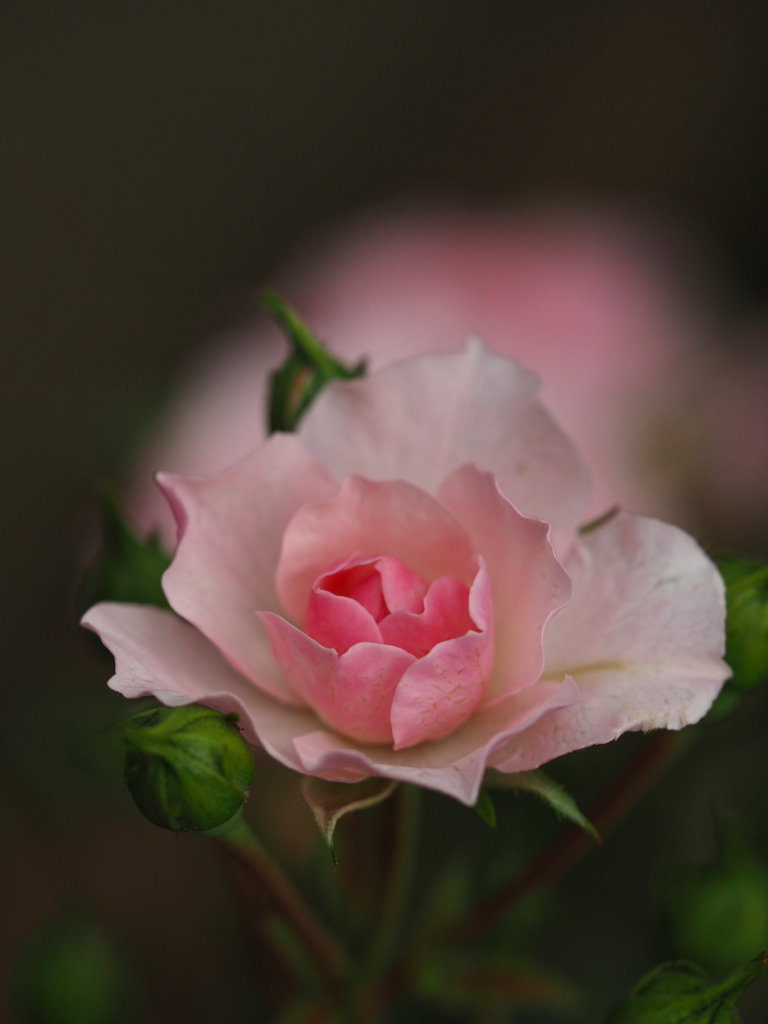 薔薇～４号