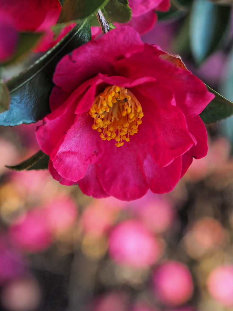 山茶花の・・・壱